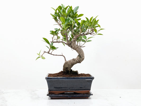 Banyan Fig Bonsai -20cm Navy Pot