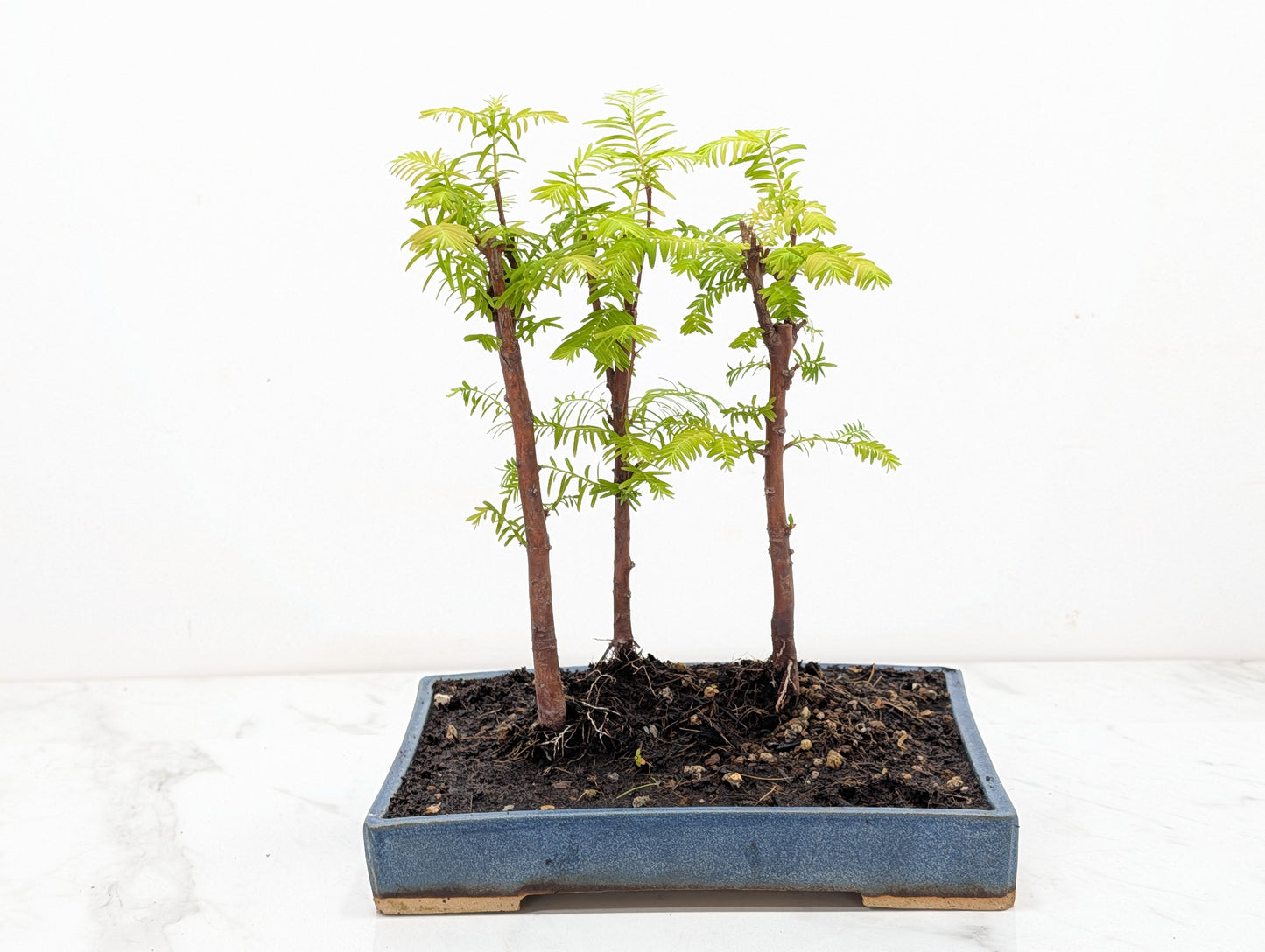 Dawn Redwood Bonsai 3 Tree Group