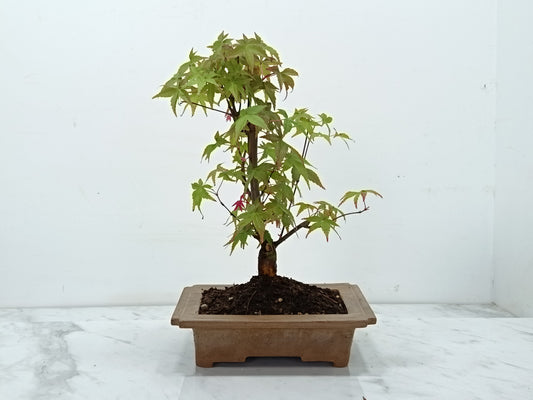 Deshojo Japanese Maple Bonsai & Care Kit