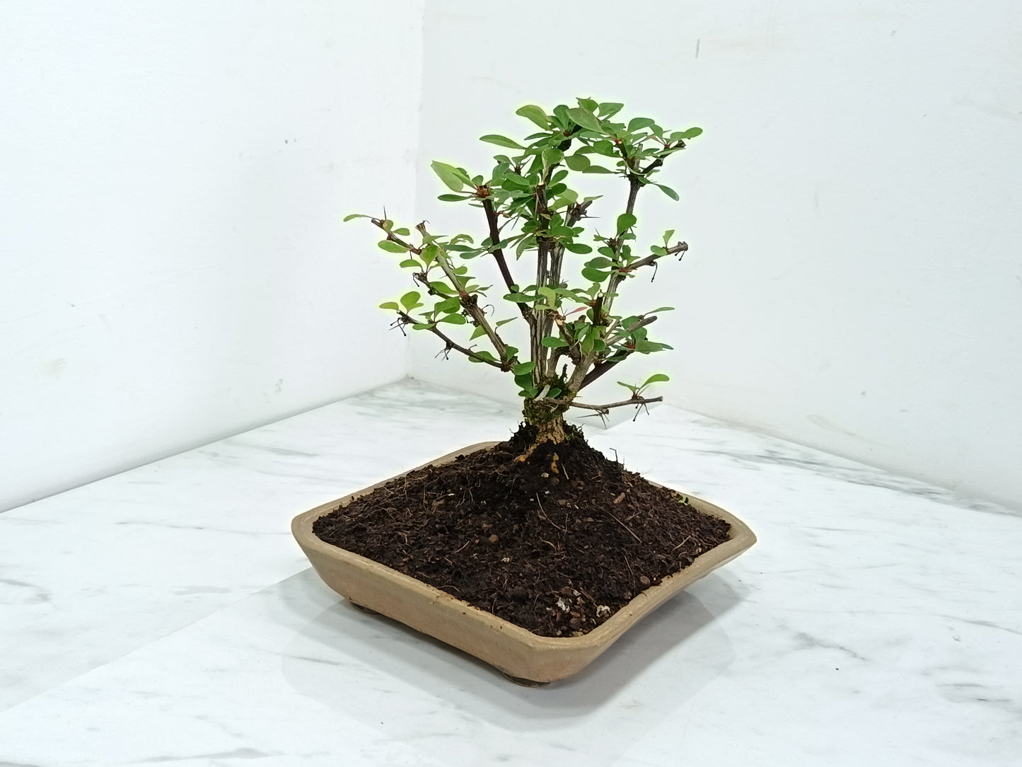 Berberis Bonsai Tree - 18cm Ceramic Dish