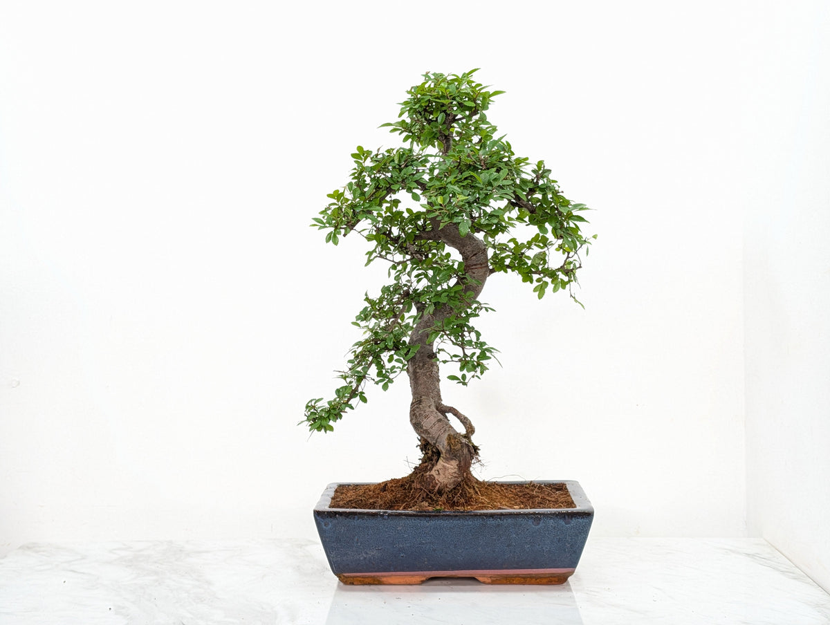 Large Chinese Elm Bonsai in 30cm Blue Ceramic Pot