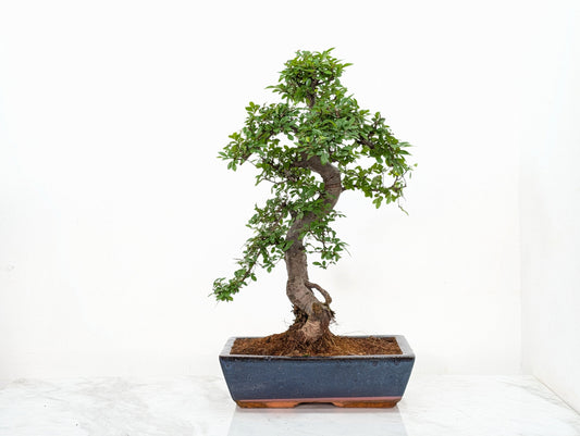 Large Chinese Elm Bonsai in 30cm Blue Ceramic Pot