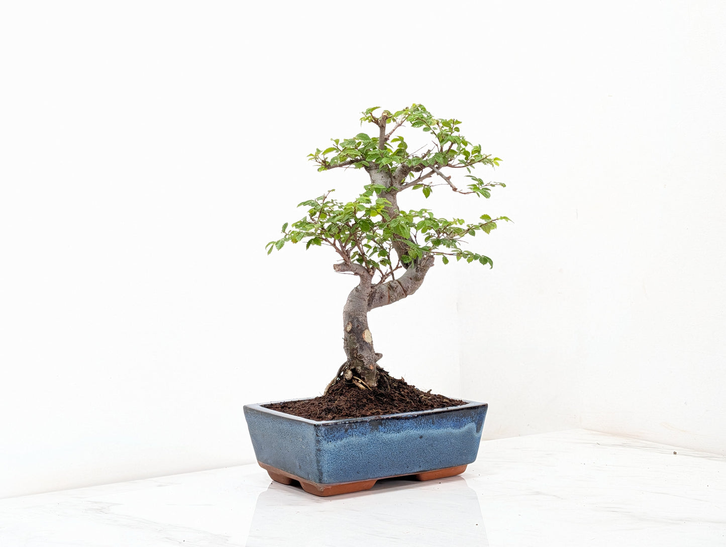 Chinese Elm Bonsai and Care Kit in 18cm Navy Ceramic Pot