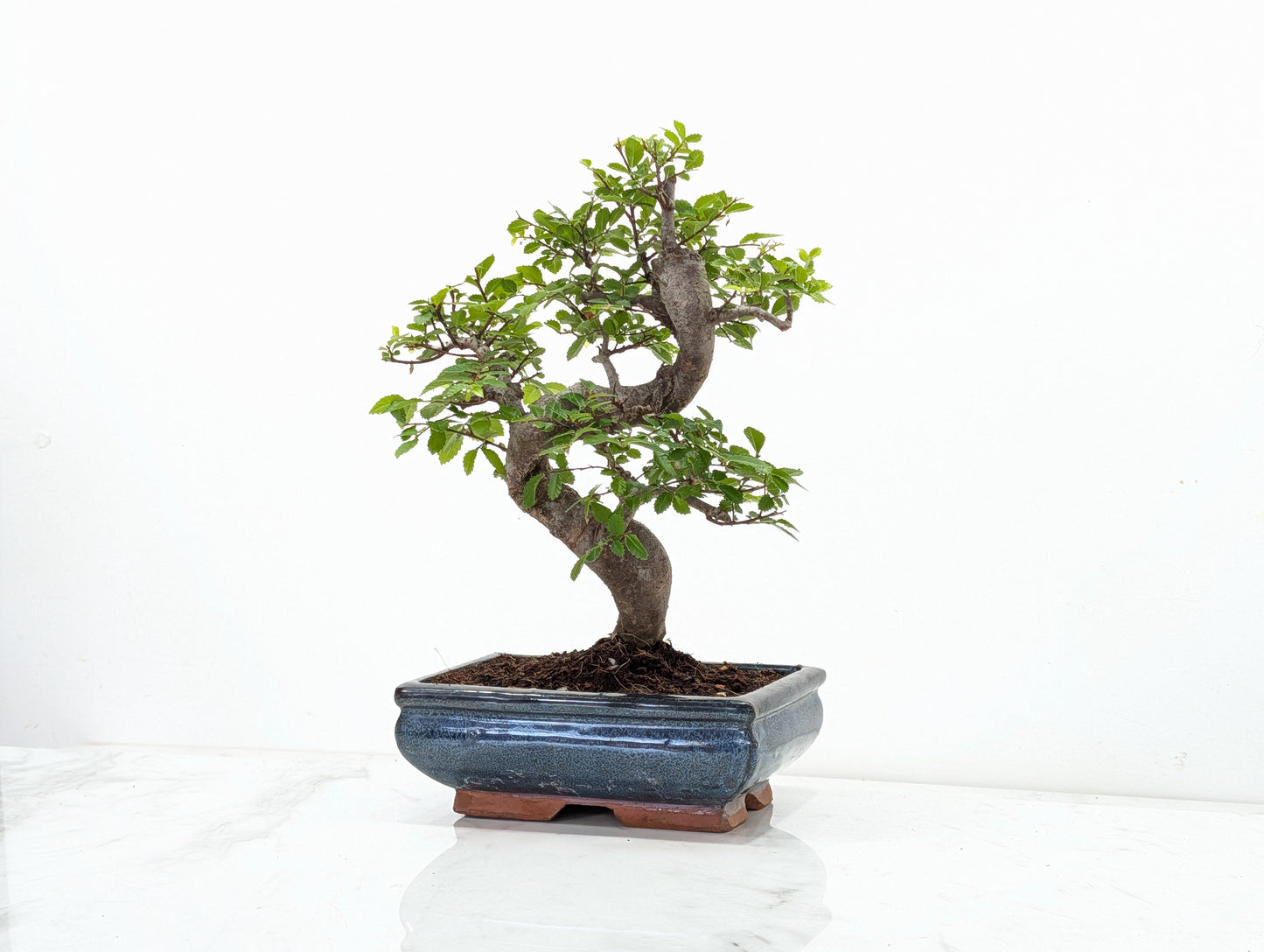 Chinese Elm Bonsai and Care Kit in 18cm Navy Ceramic Pot