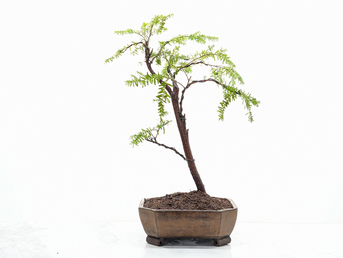 Eastern Hemlock - Tsuga   Bonsai