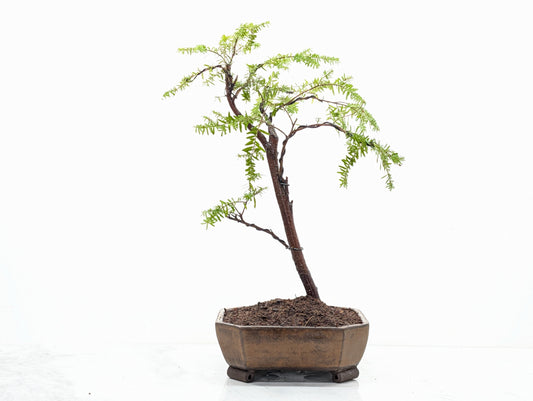 Eastern Hemlock - Tsuga   Bonsai