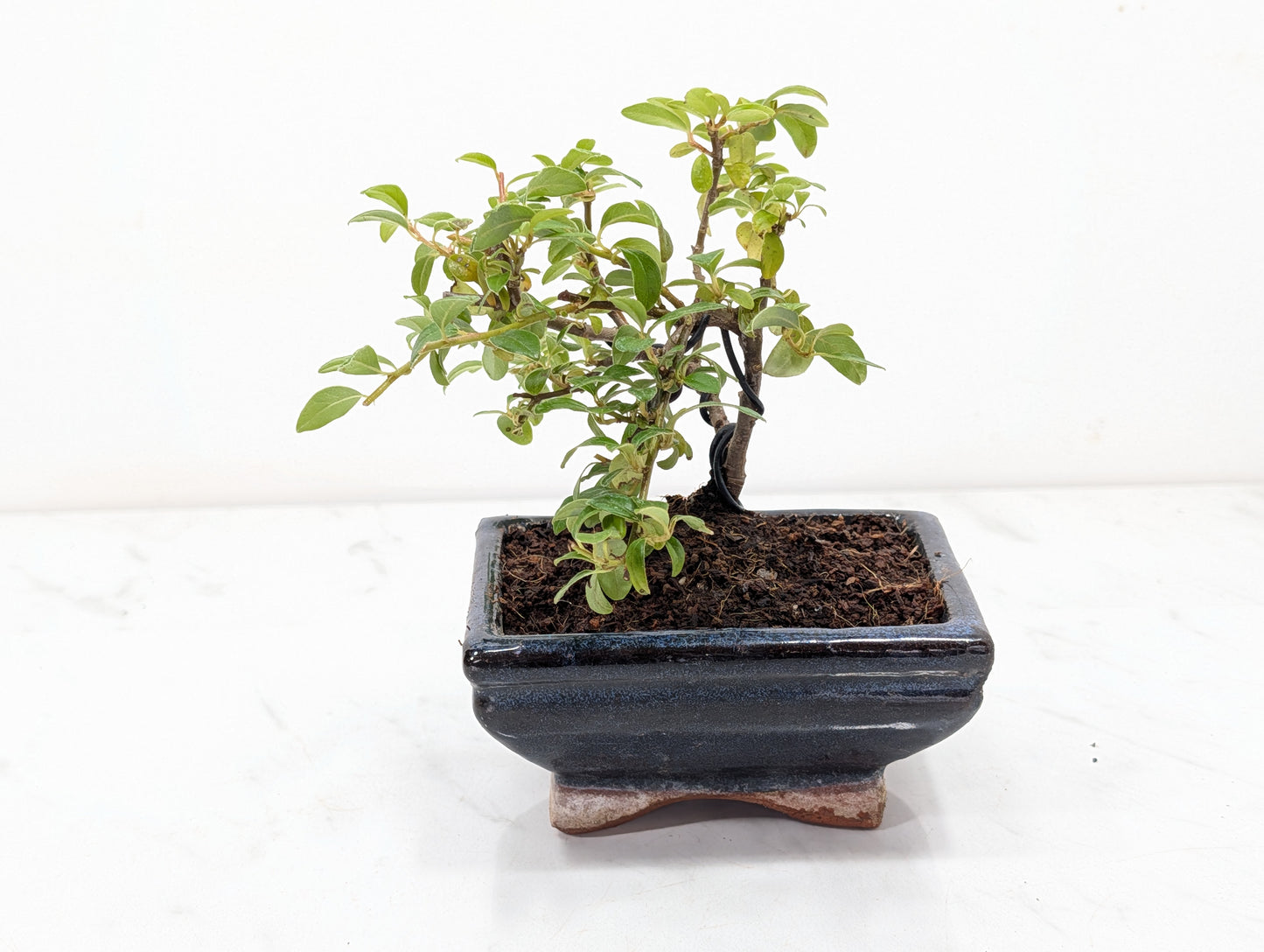 Cotoneaster Bonsai Starter Tree