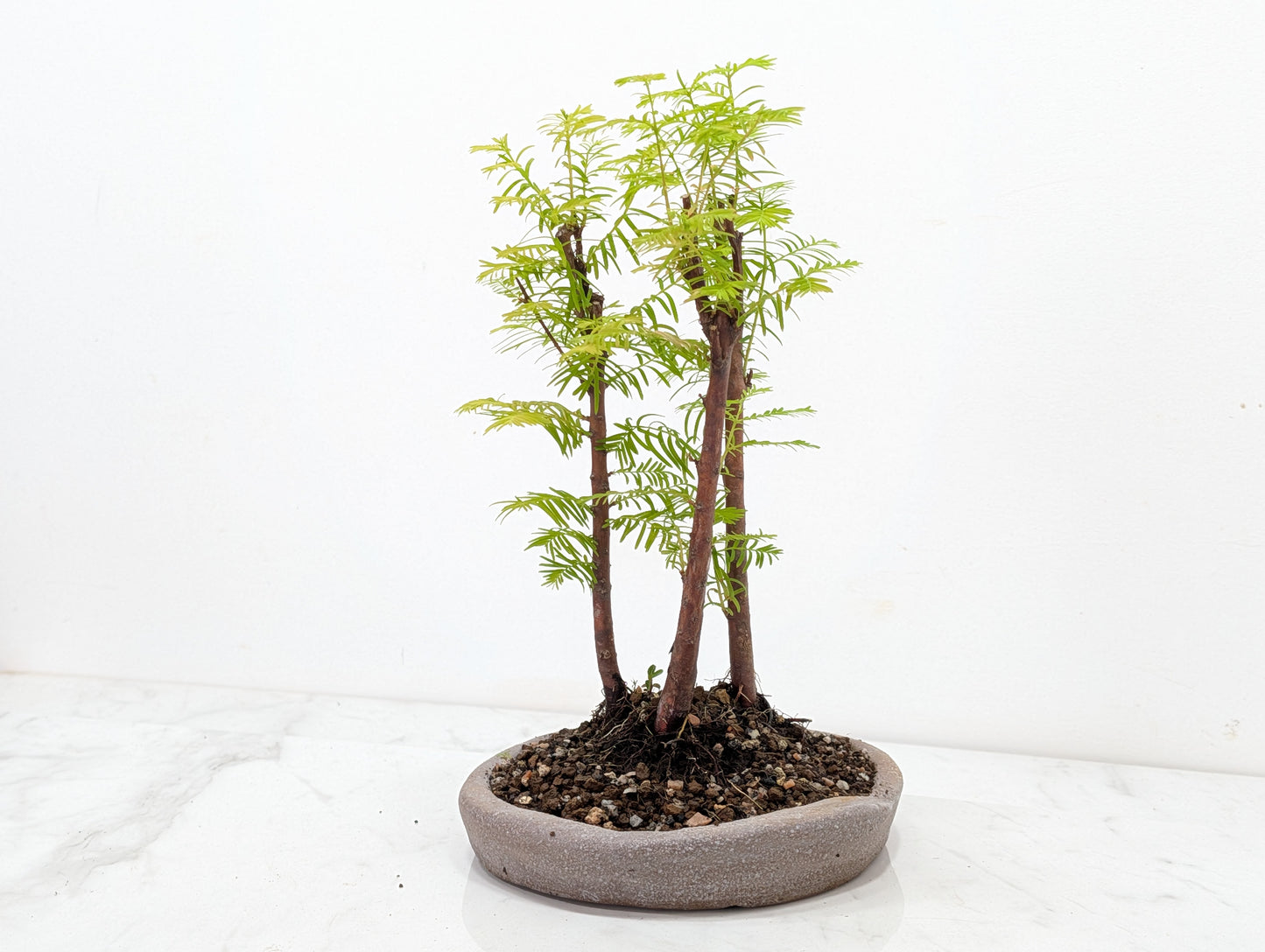 Dawn Redwood Bonsai 3 Tree Group