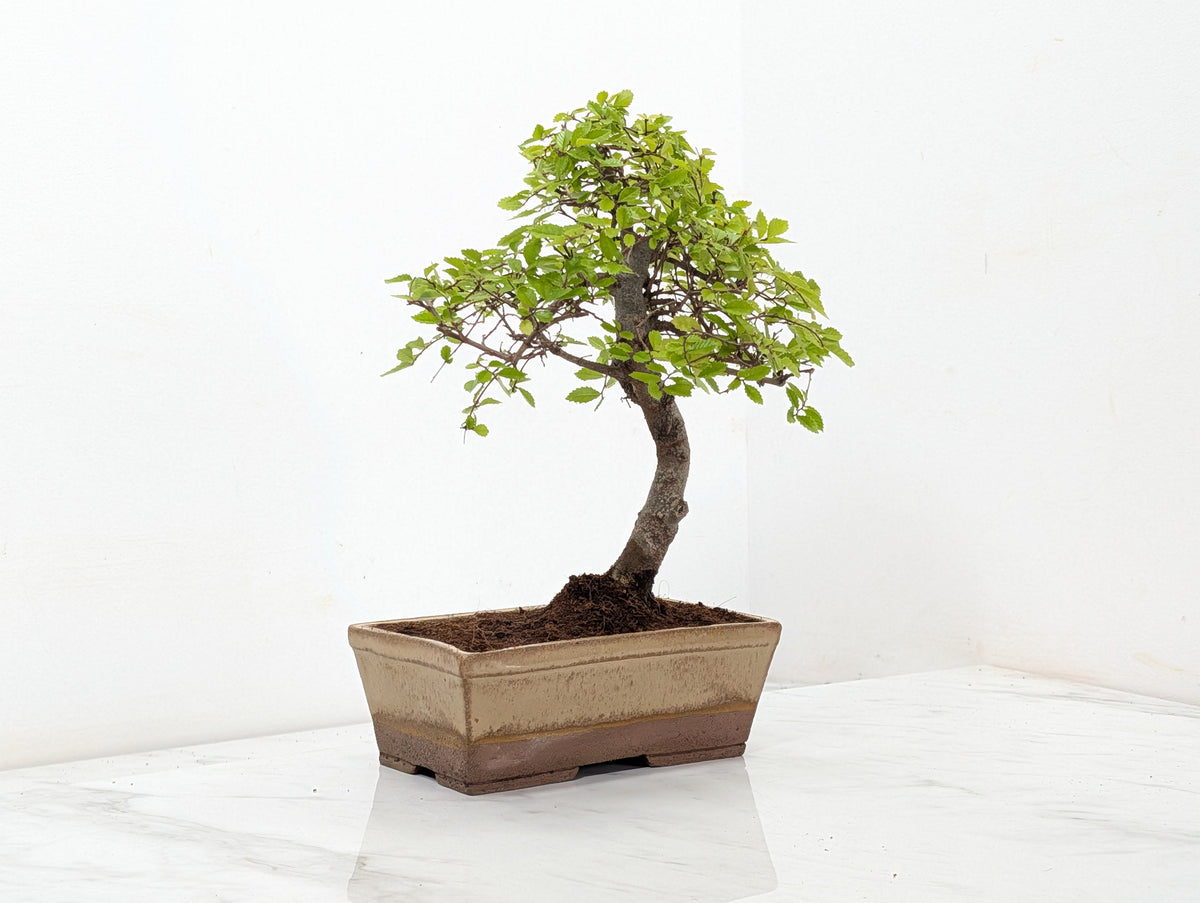 Chinese Elm Bonsai in 17cm Topaz Deep Ceramic Pot + Care Kit