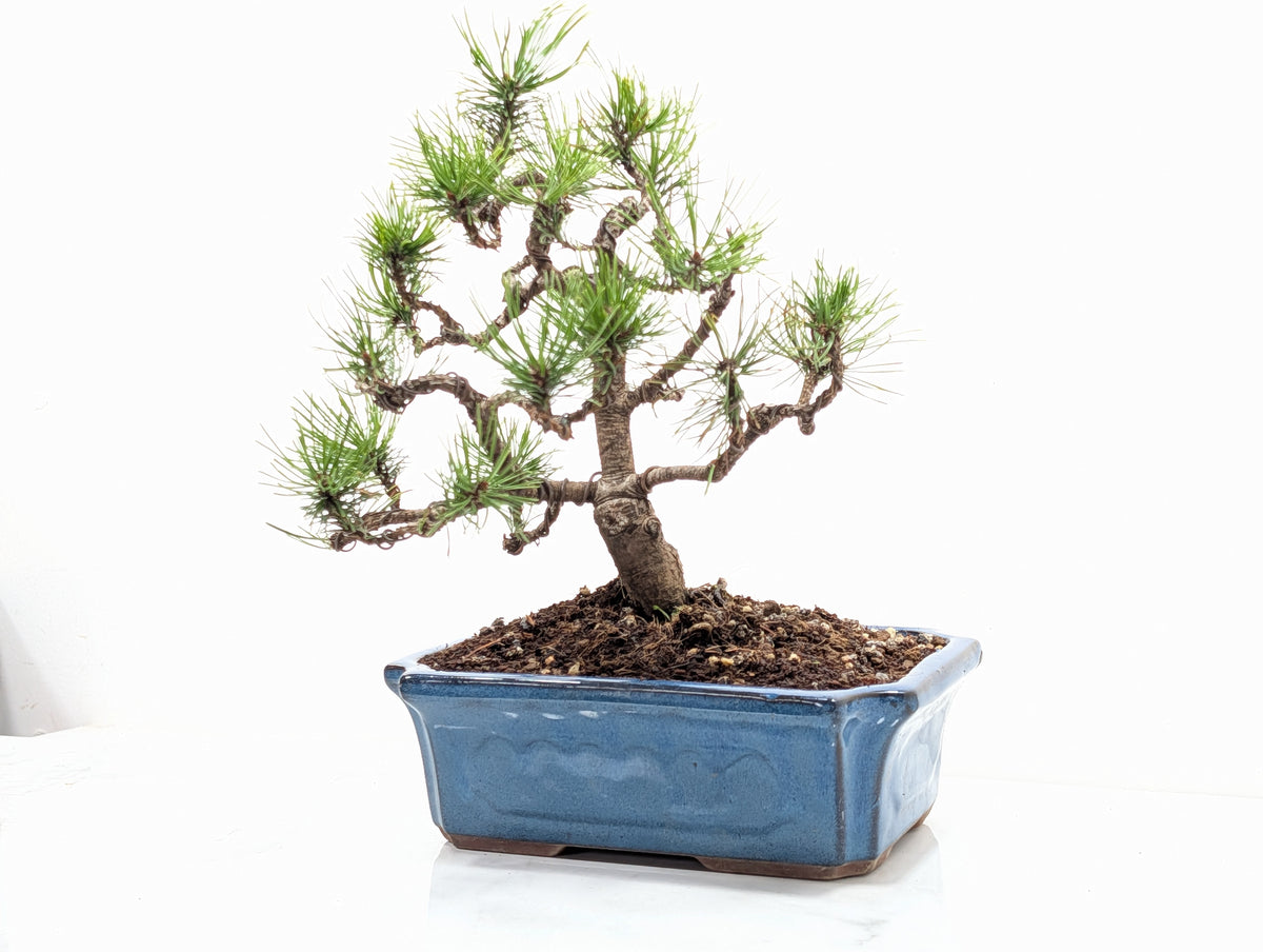 Mugo Pine Bonsai