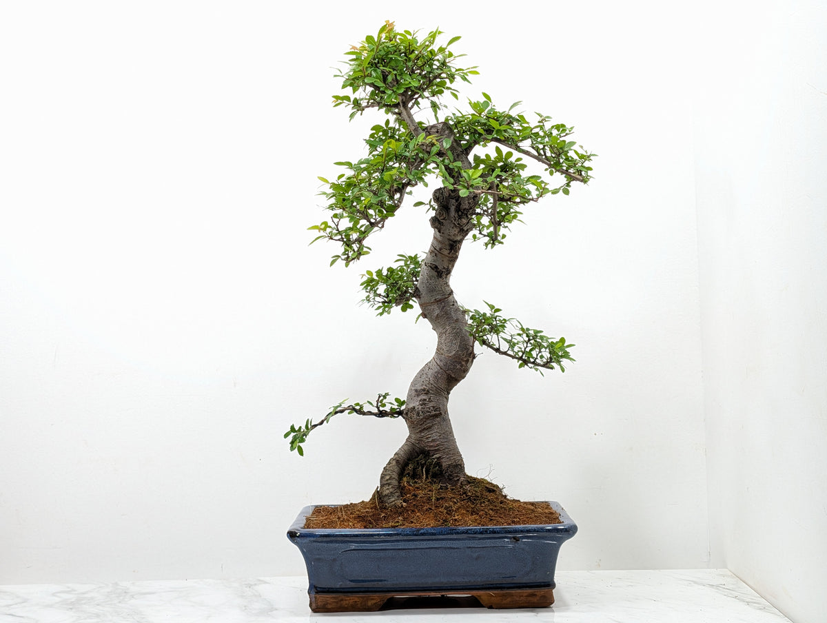 Large Chinese Elm Bonsai in 30cm Blue Ceramic Pot