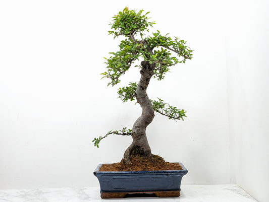 Large Chinese Elm Bonsai in 30cm Blue Ceramic Pot