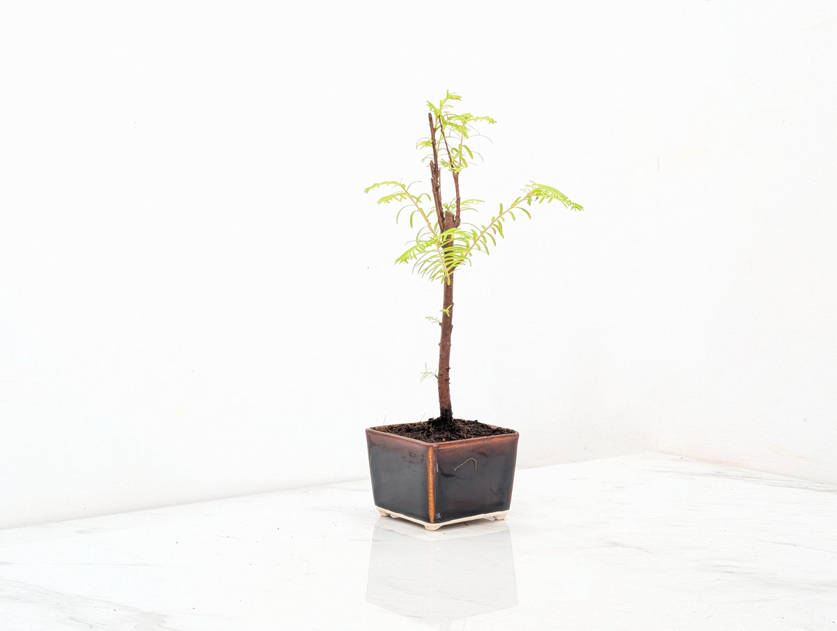 Dawn Redwood Bonsai Starter Tree