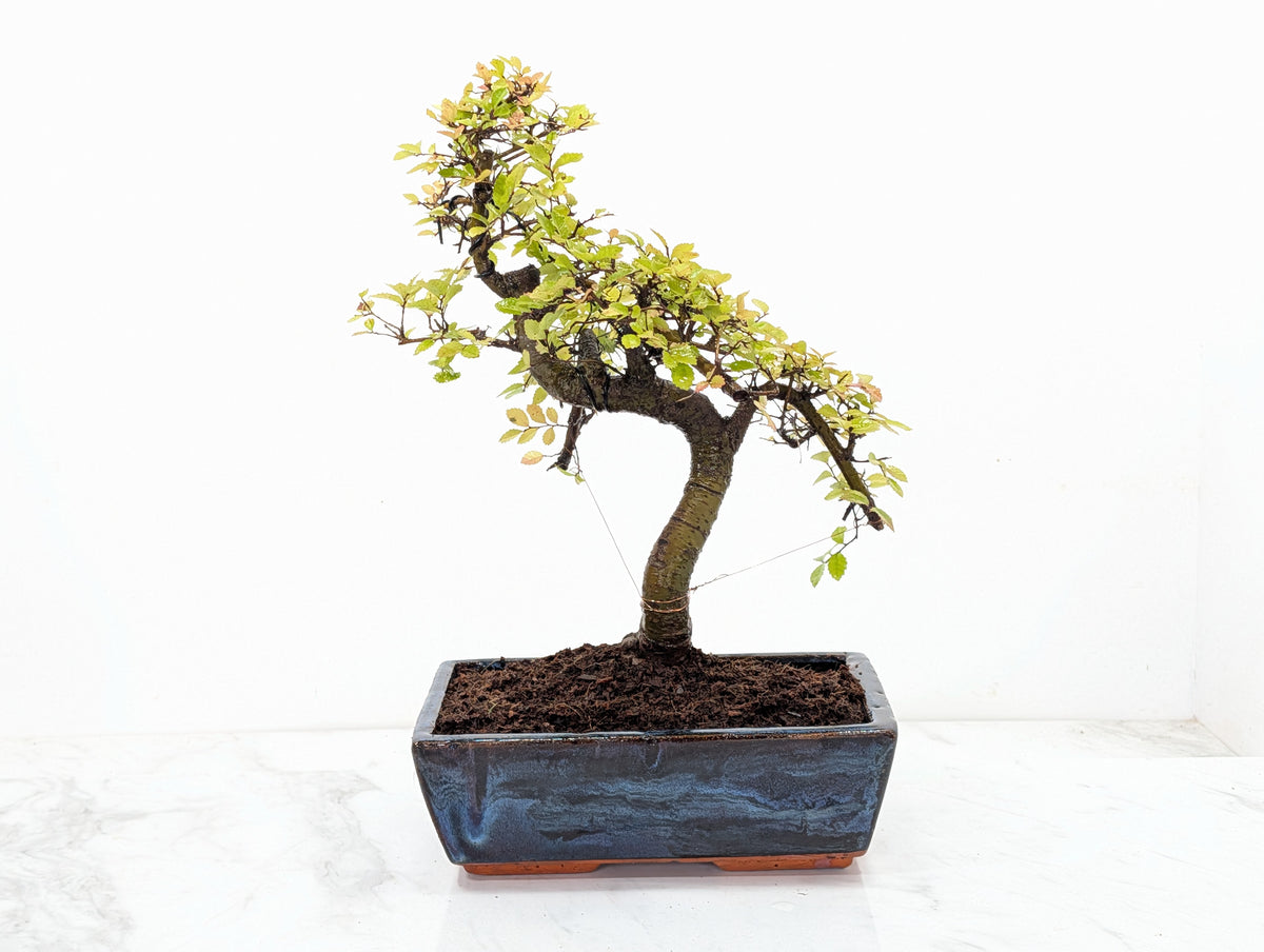 Chinese Elm Bonsai and Care Kit in 25cm Navy Ceramic Pot