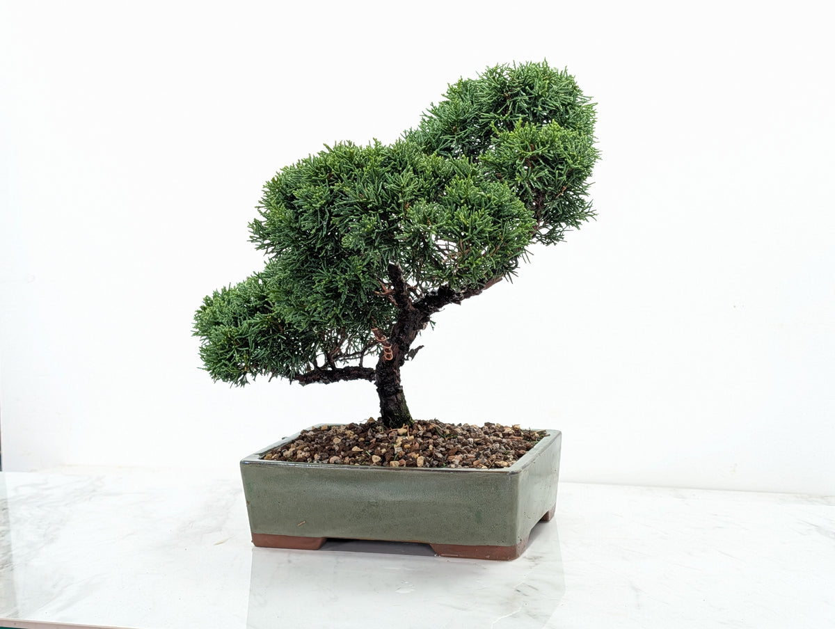 Juniper - Japanese Imported Bonsai