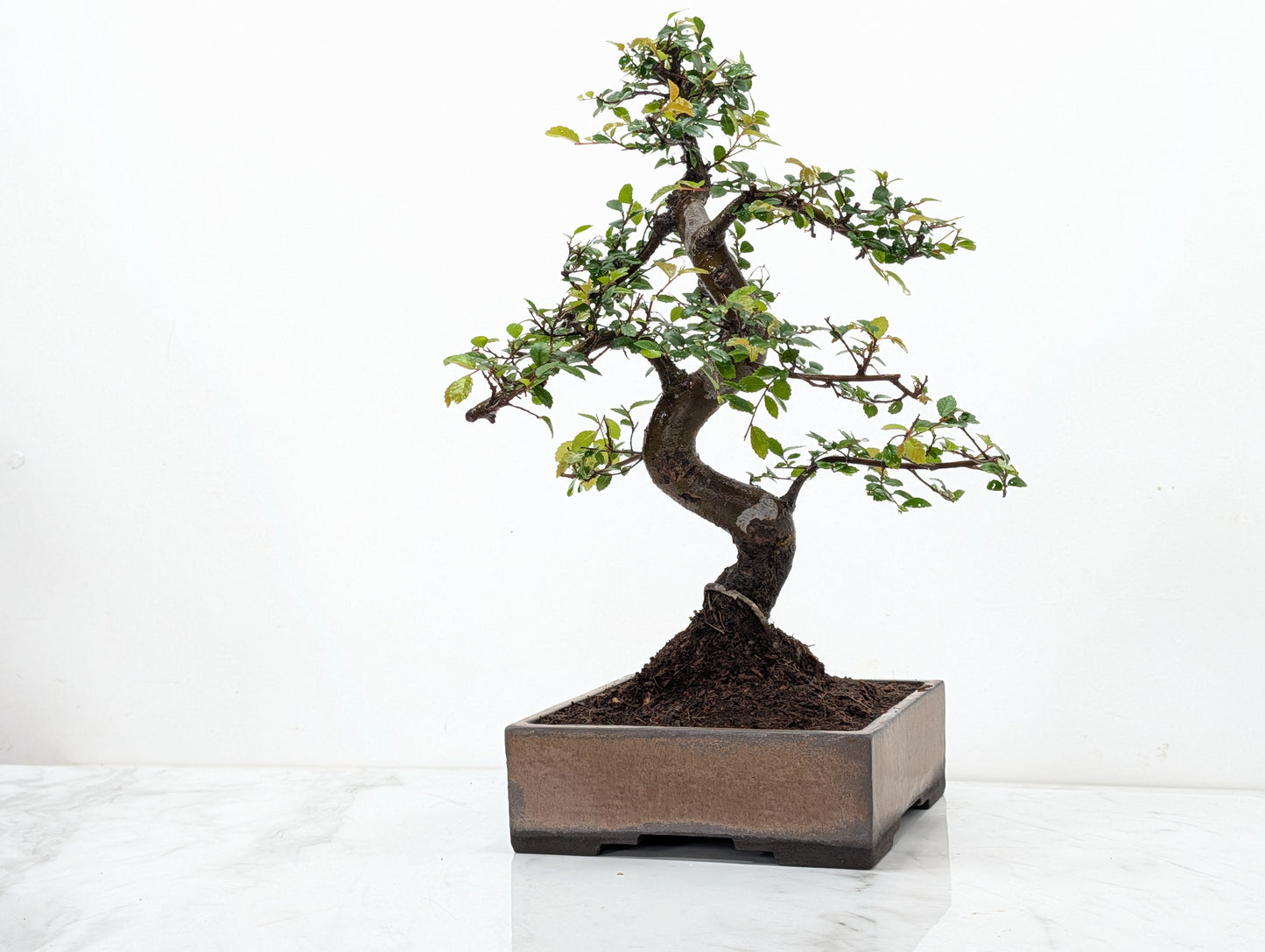 Chinese Elm Bonsai and Care Kit in 17cm Venus Brown Ceramic Dish
