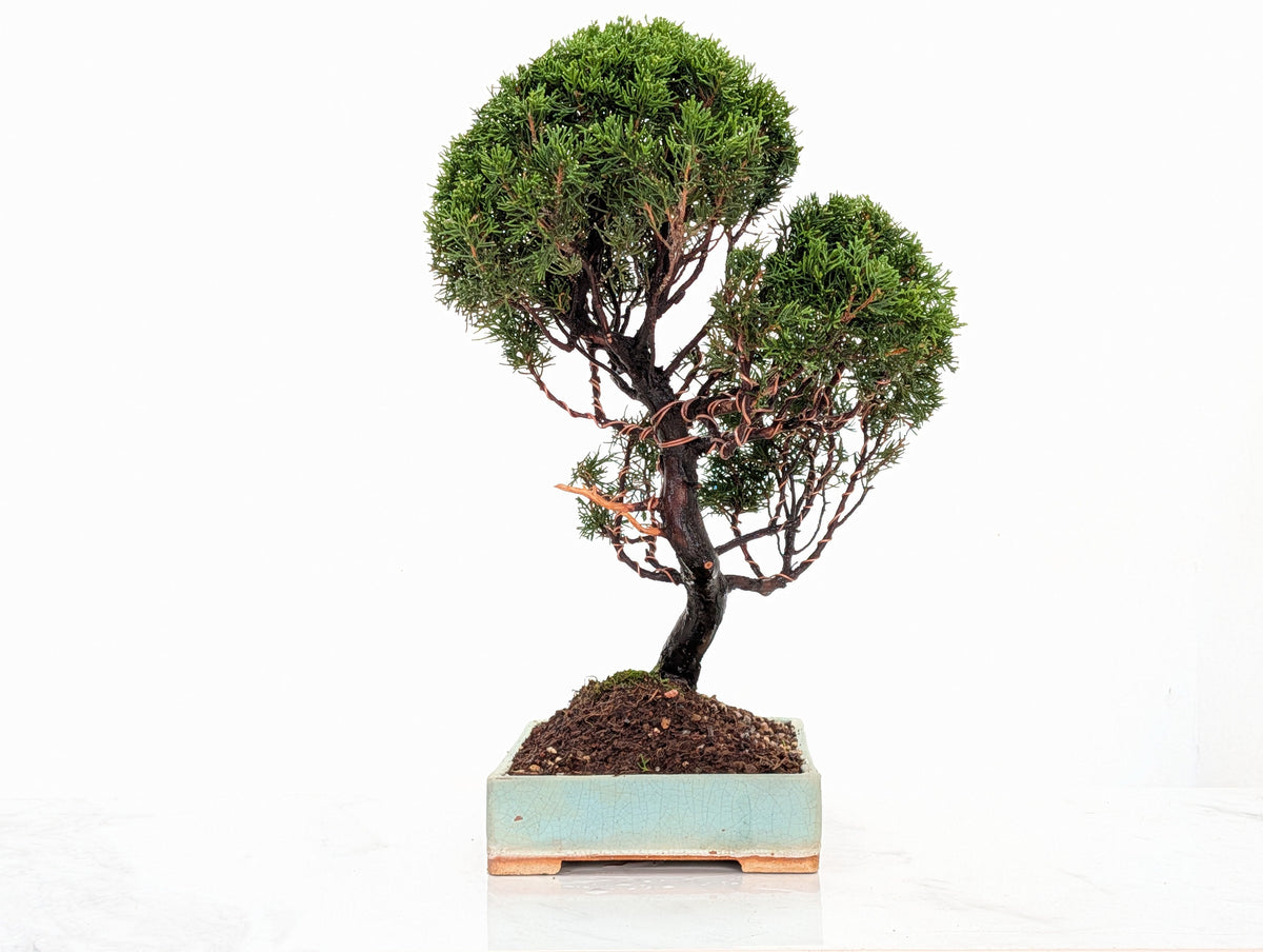 Juniper - Japanese Imported Bonsai