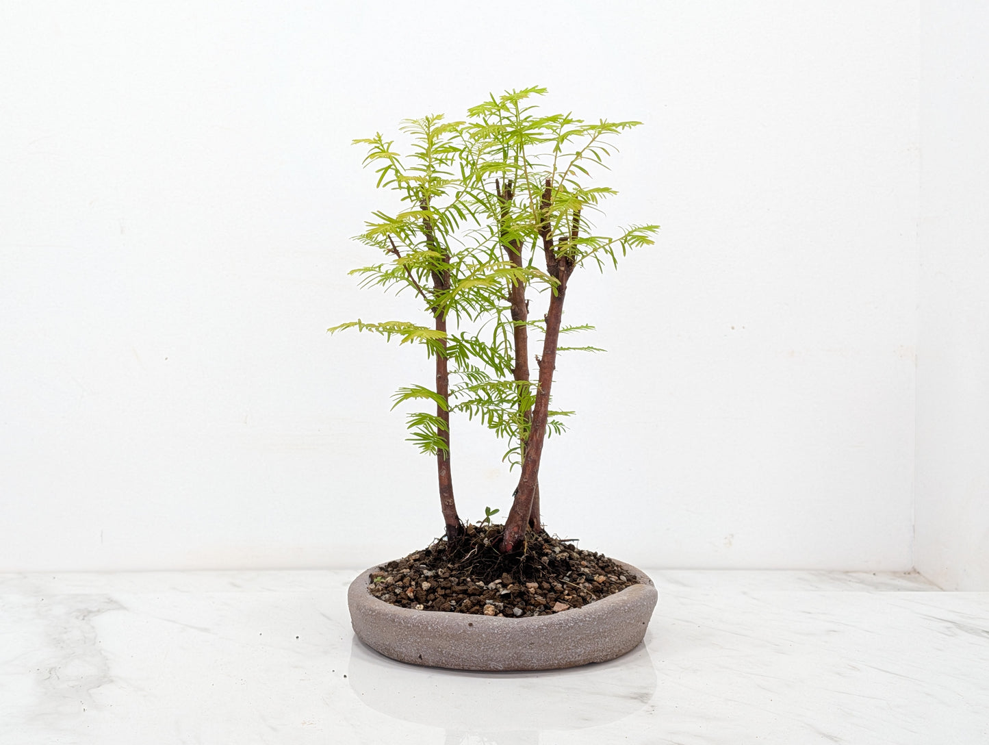 Dawn Redwood Bonsai 3 Tree Group