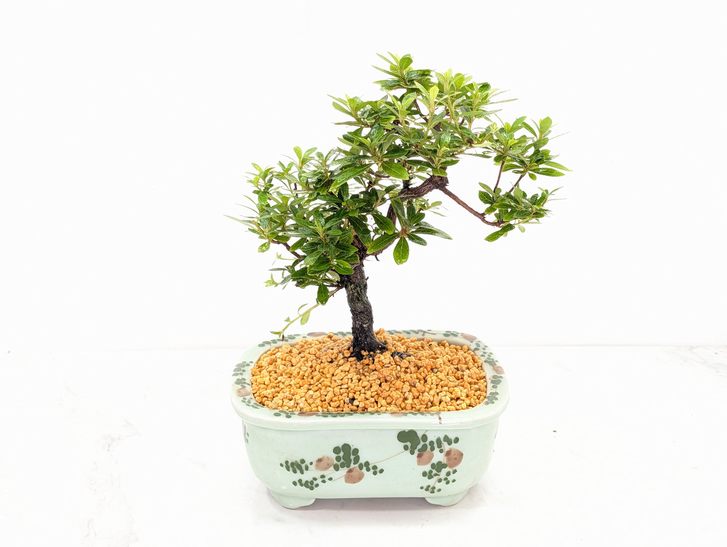 Satsuki Azalea Bonsai & Care Kit