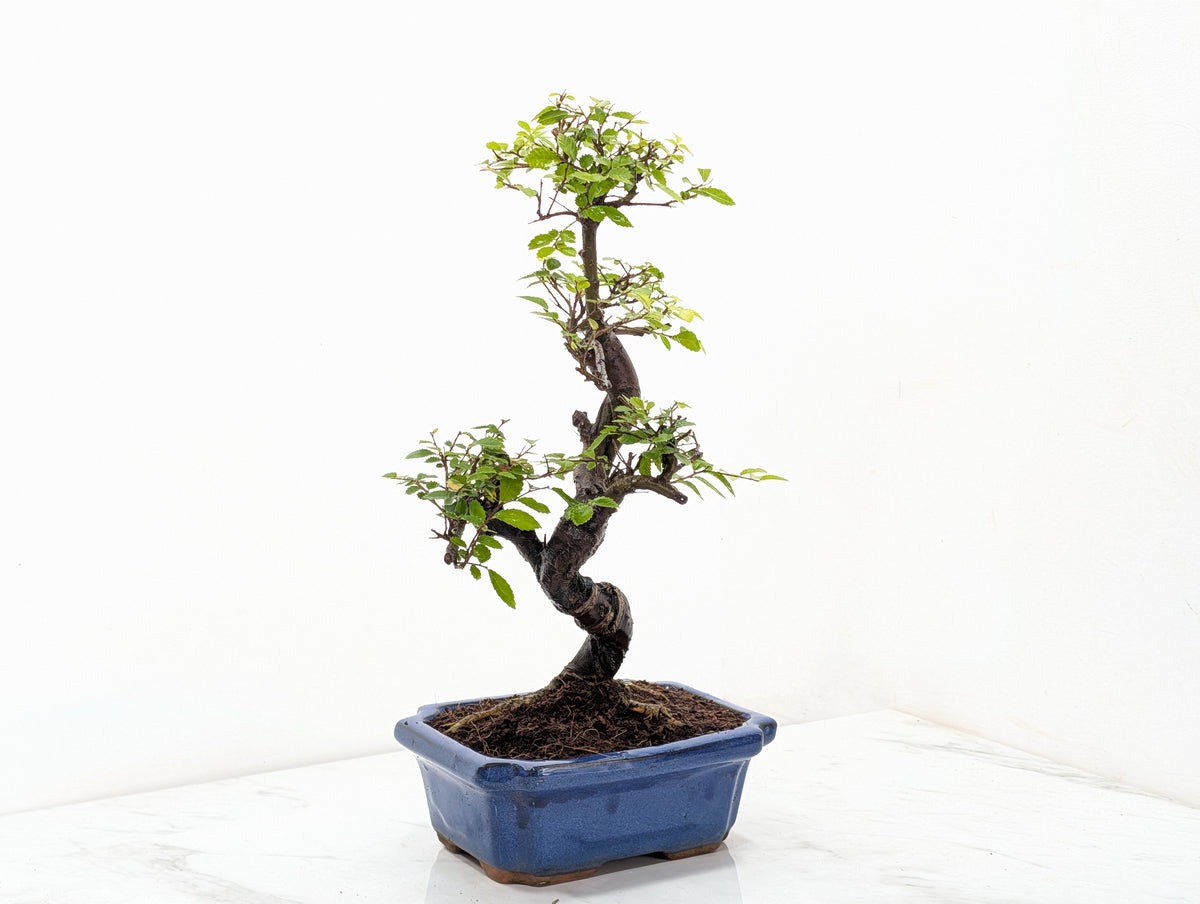 Chinese Elm 19cm Royal Blue Rectangular Pot & Care Kit