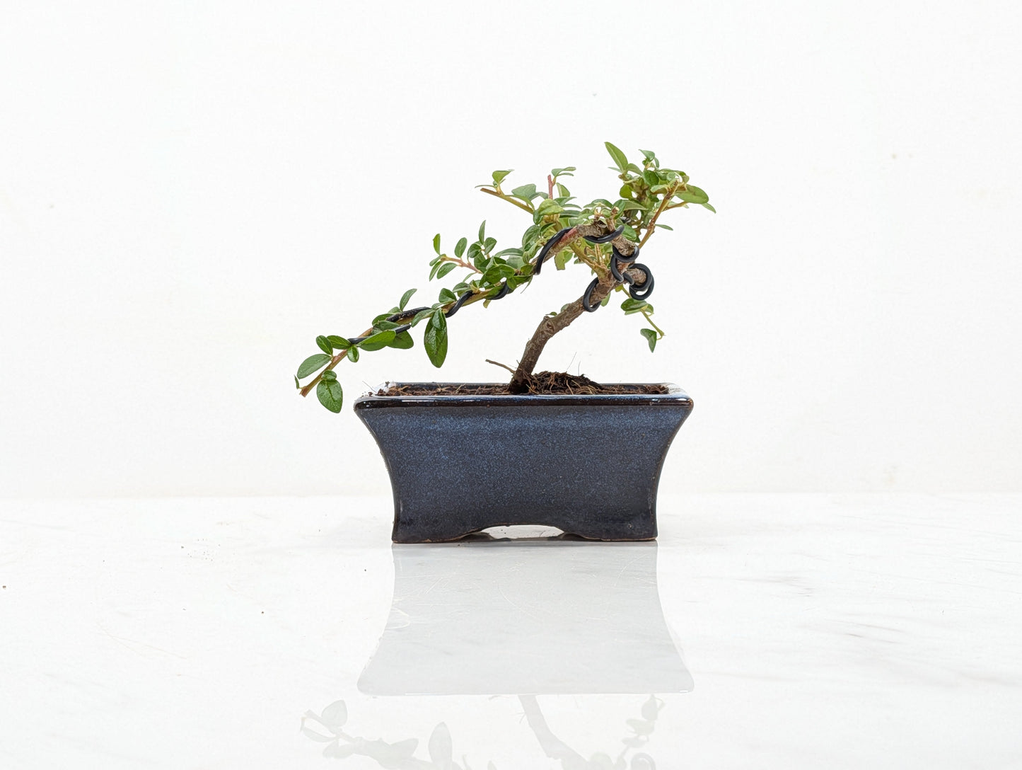 Cotoneaster Bonsai Starter Tree