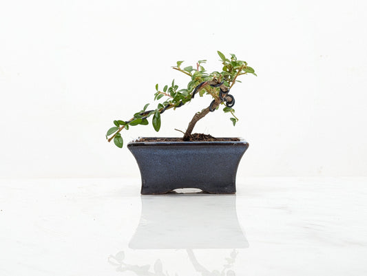 Cotoneaster Bonsai Starter Tree