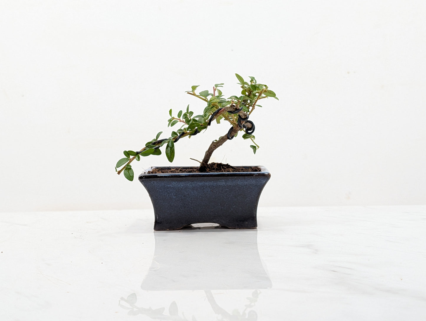 Cotoneaster Bonsai Starter Tree