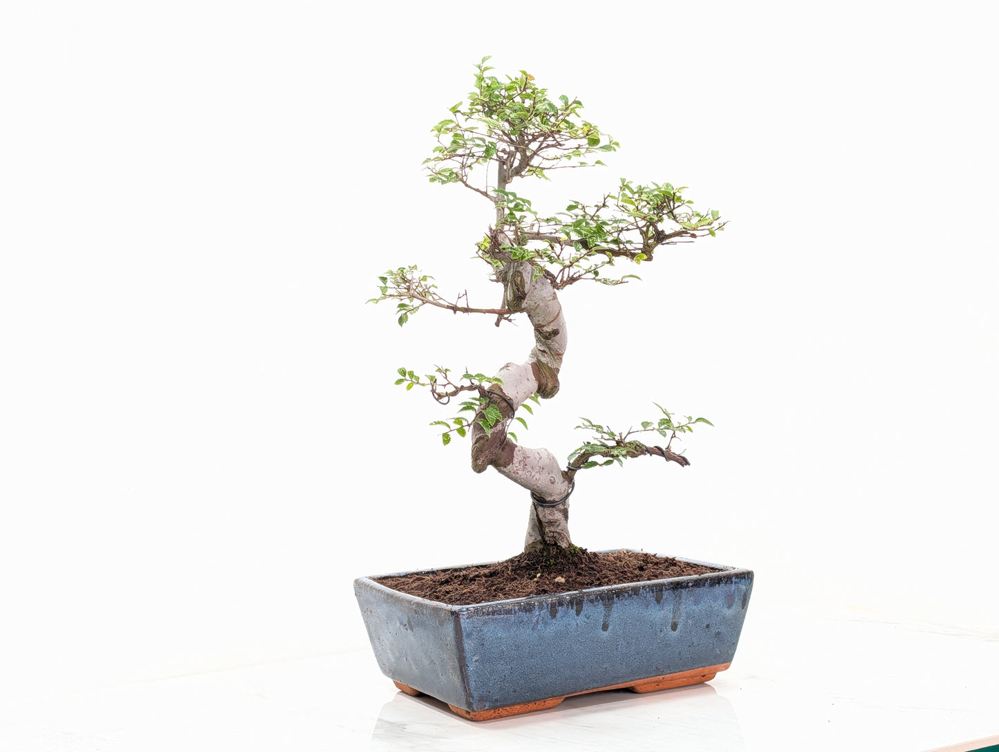 Chinese Elm Bonsai and Care Kit in 25cm Navy Ceramic Pot