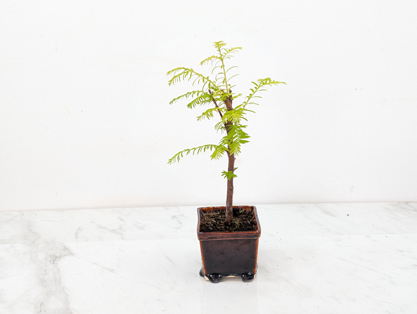Dawn Redwood Bonsai Starter Tree