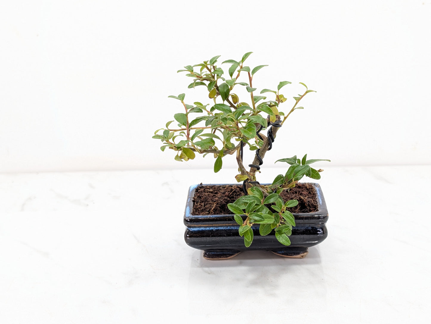 Cotoneaster Bonsai Starter Tree