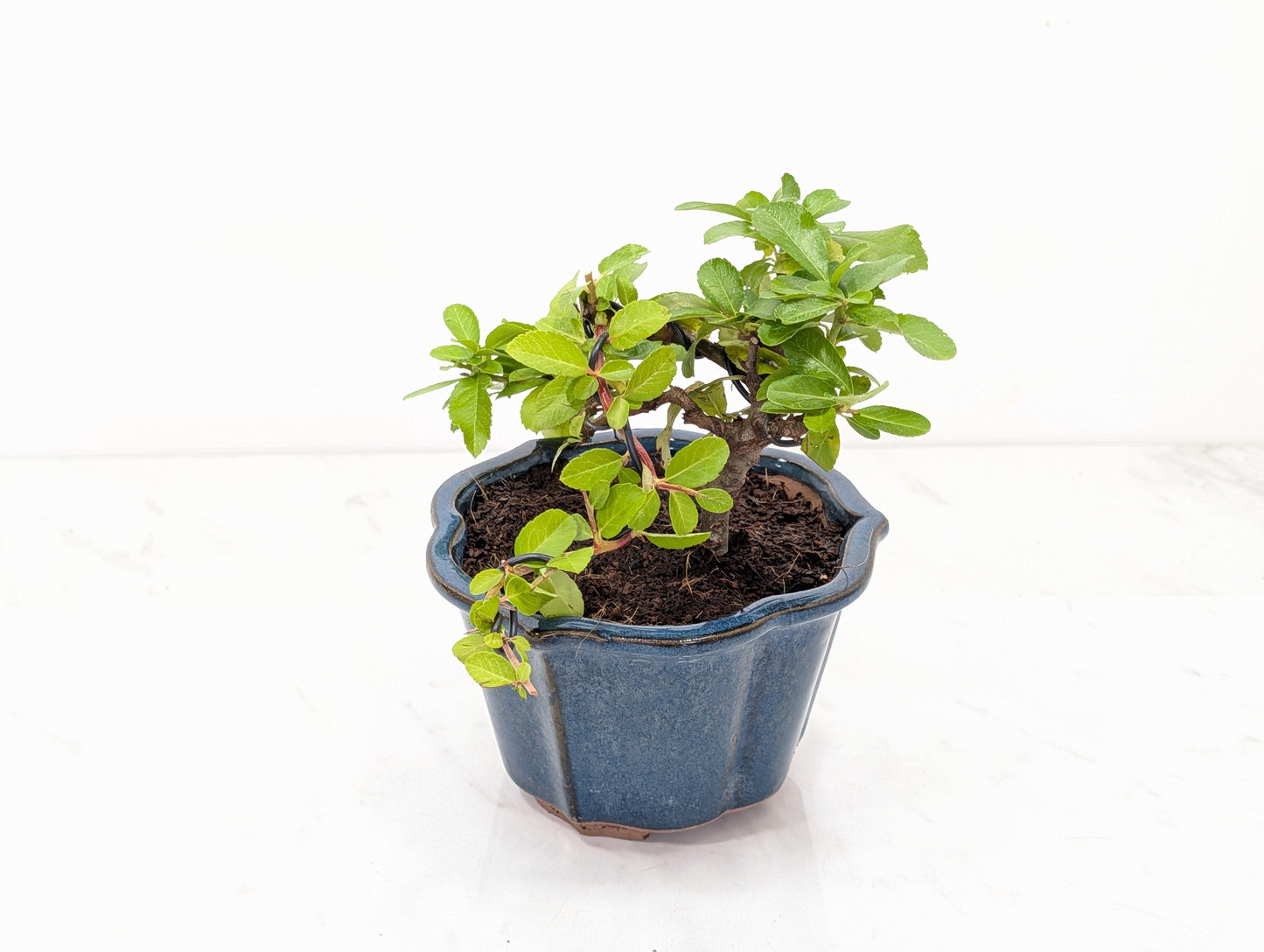Pyracantha Bonsai Starter Tree