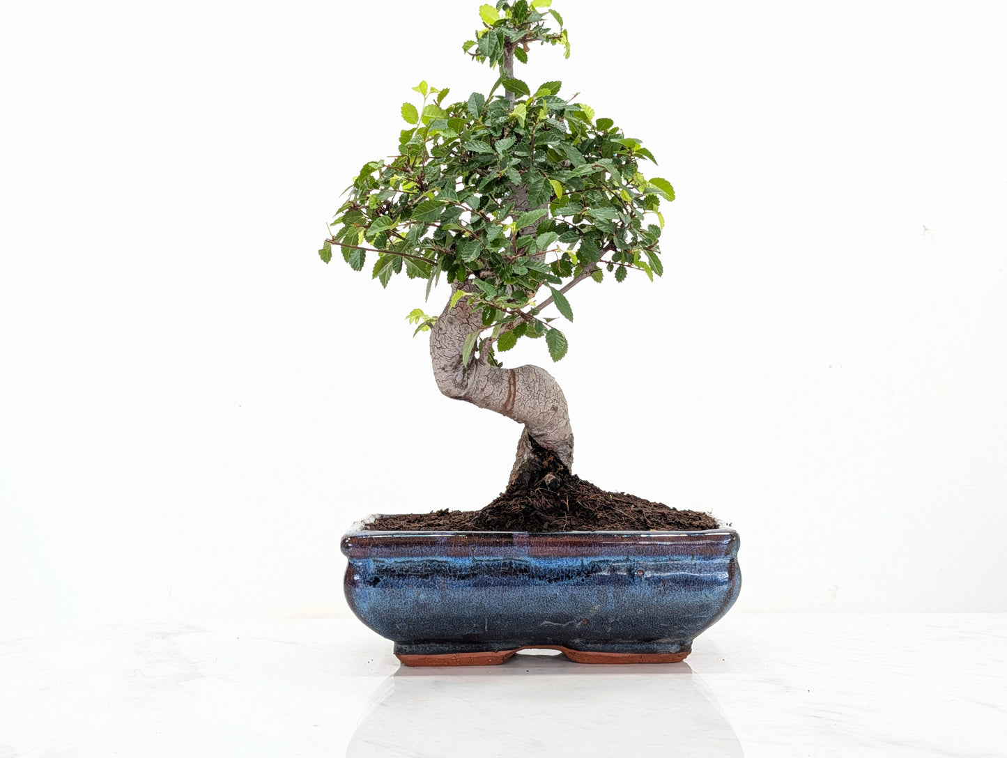 Chinese Elm Bonsai and Care Kit in 18cm Navy Ceramic Pot