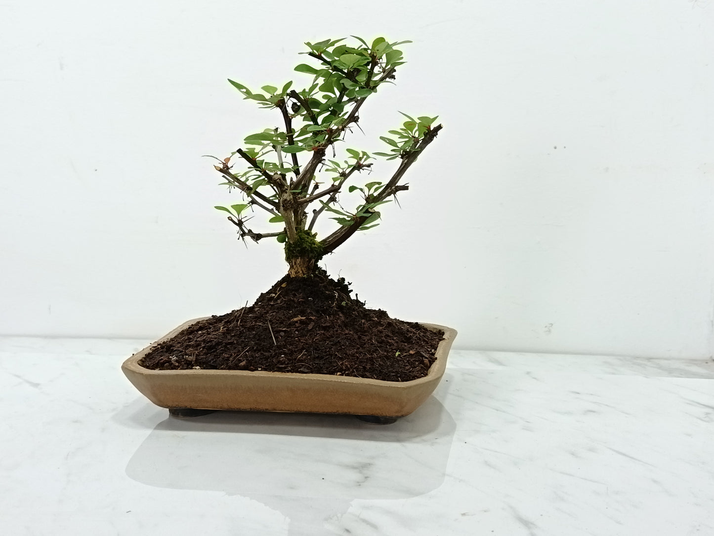 Berberis Bonsai Tree - 18cm Ceramic Dish