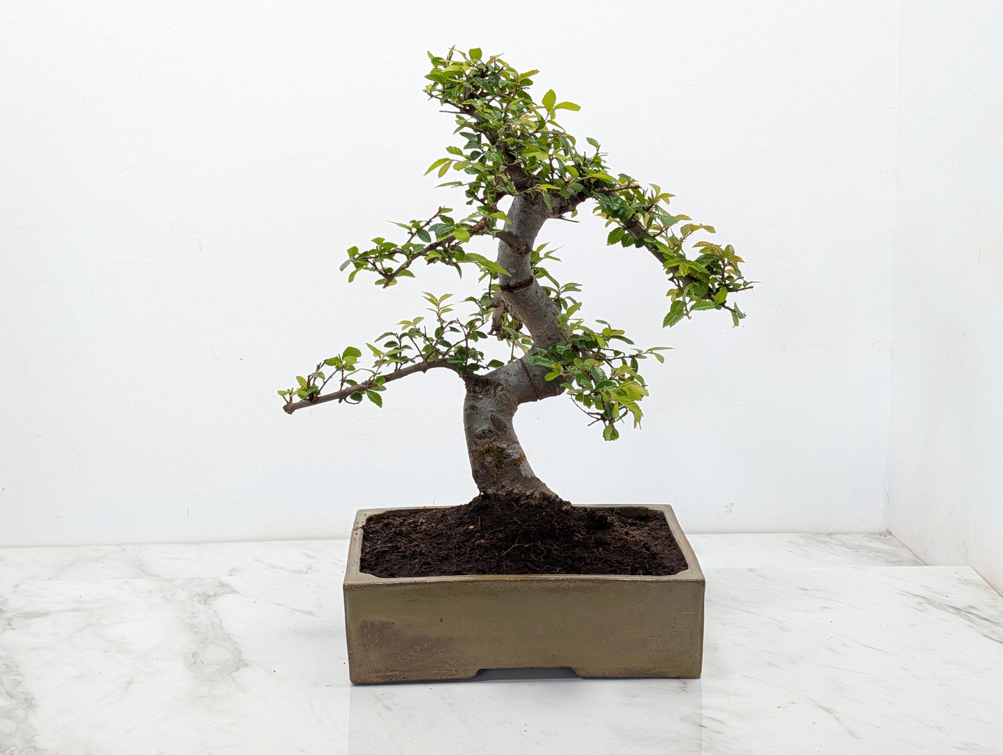 Chinese Elm Bonsai and Care Kit in 22cm Tundra Ceramic Dish