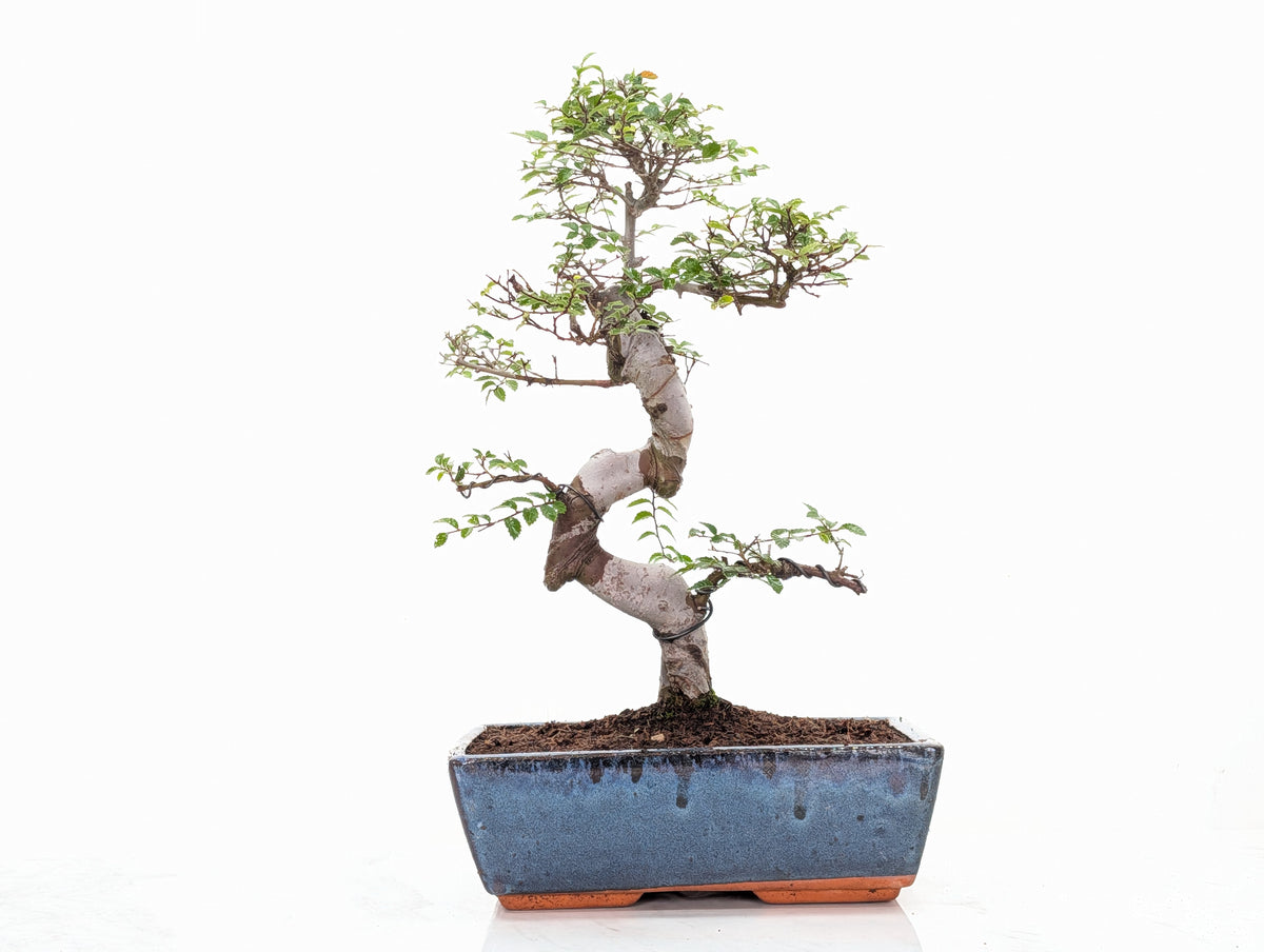 Chinese Elm Bonsai and Care Kit in 25cm Navy Ceramic Pot