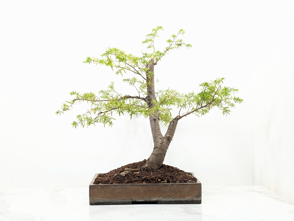 Eastern Hemlock - Tsuga   Bonsai