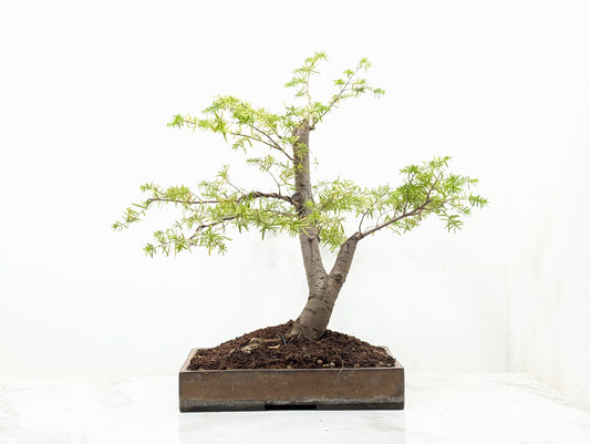 Eastern Hemlock - Tsuga   Bonsai