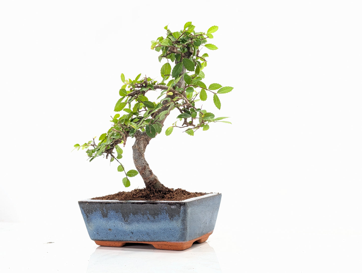 Chinese Elm Bonsai and Care Kit in 15cm Navy Ceramic Pot