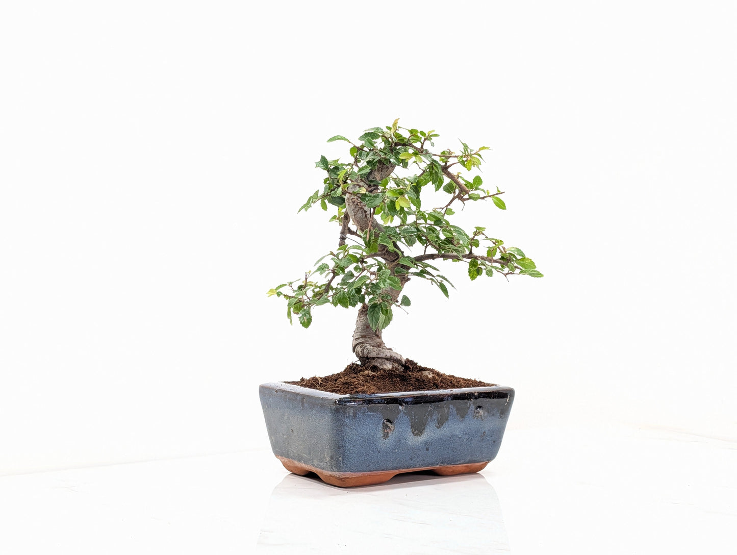 Chinese Elm Bonsai and Care Kit in 15cm Navy Ceramic Pot