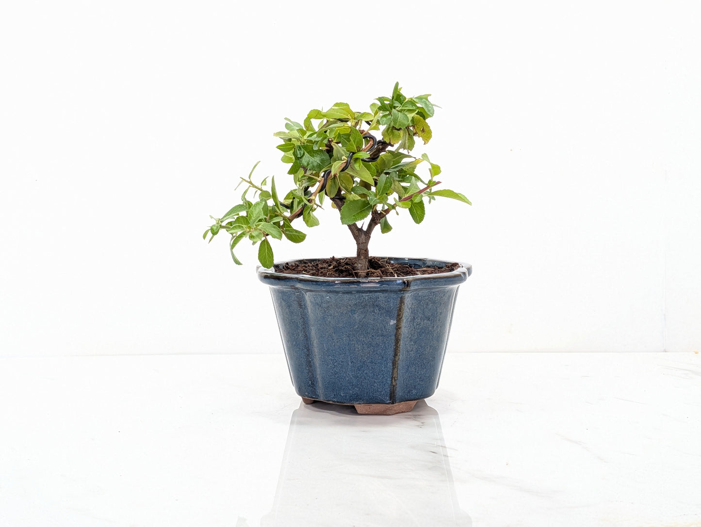 Pyracantha Bonsai Starter Tree