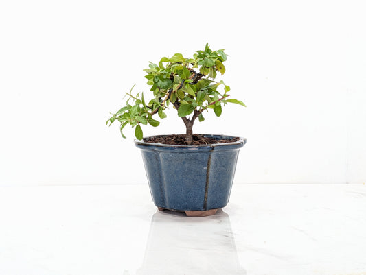 Pyracantha Bonsai Starter Tree