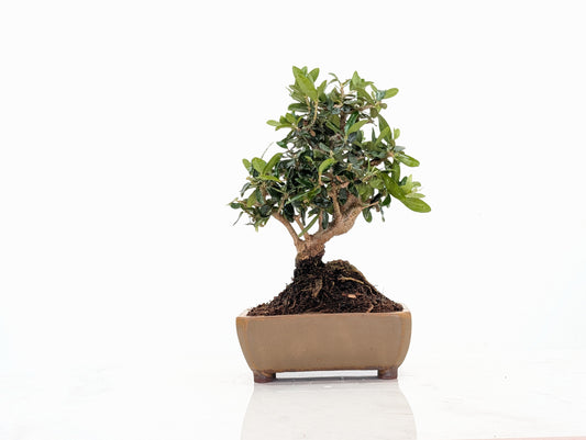Dwarf Olive  Bonsai