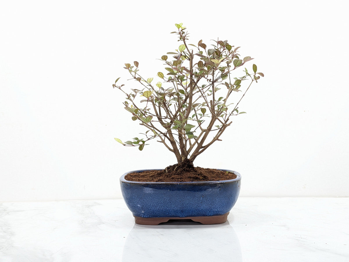 New Zealand Myrtle Bonsai