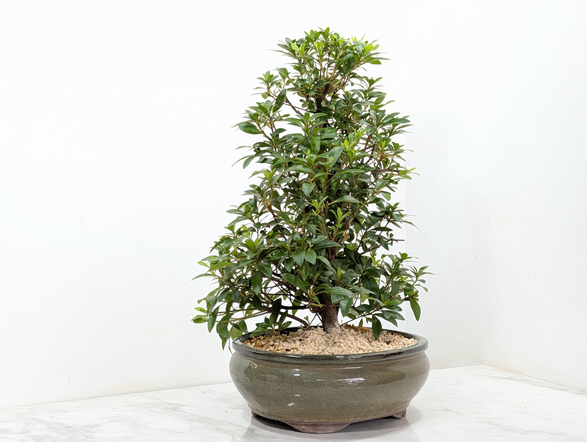 Satsuki Azalea Bonsai & Care Kit