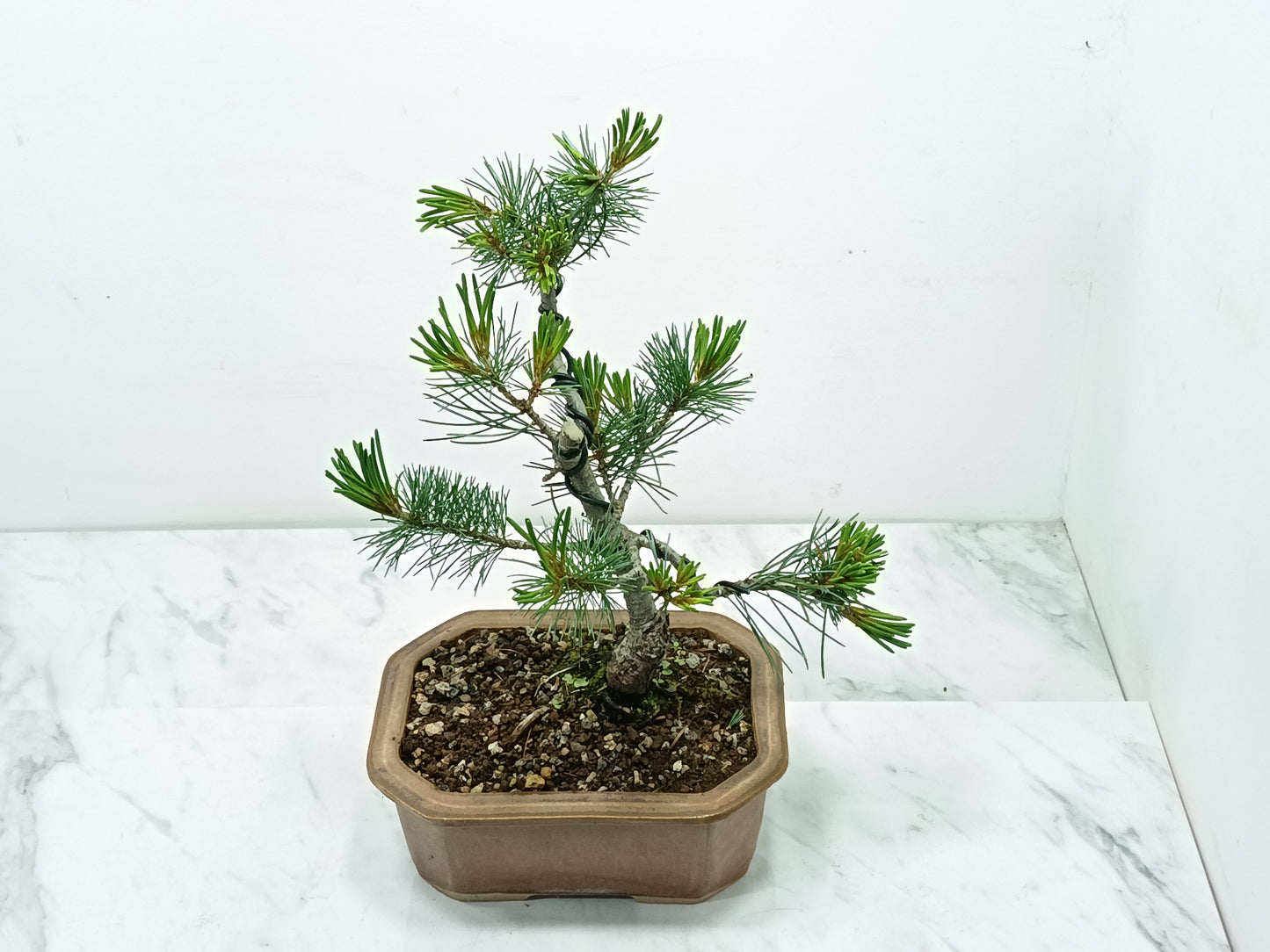 Japanese White Pine Bonsai