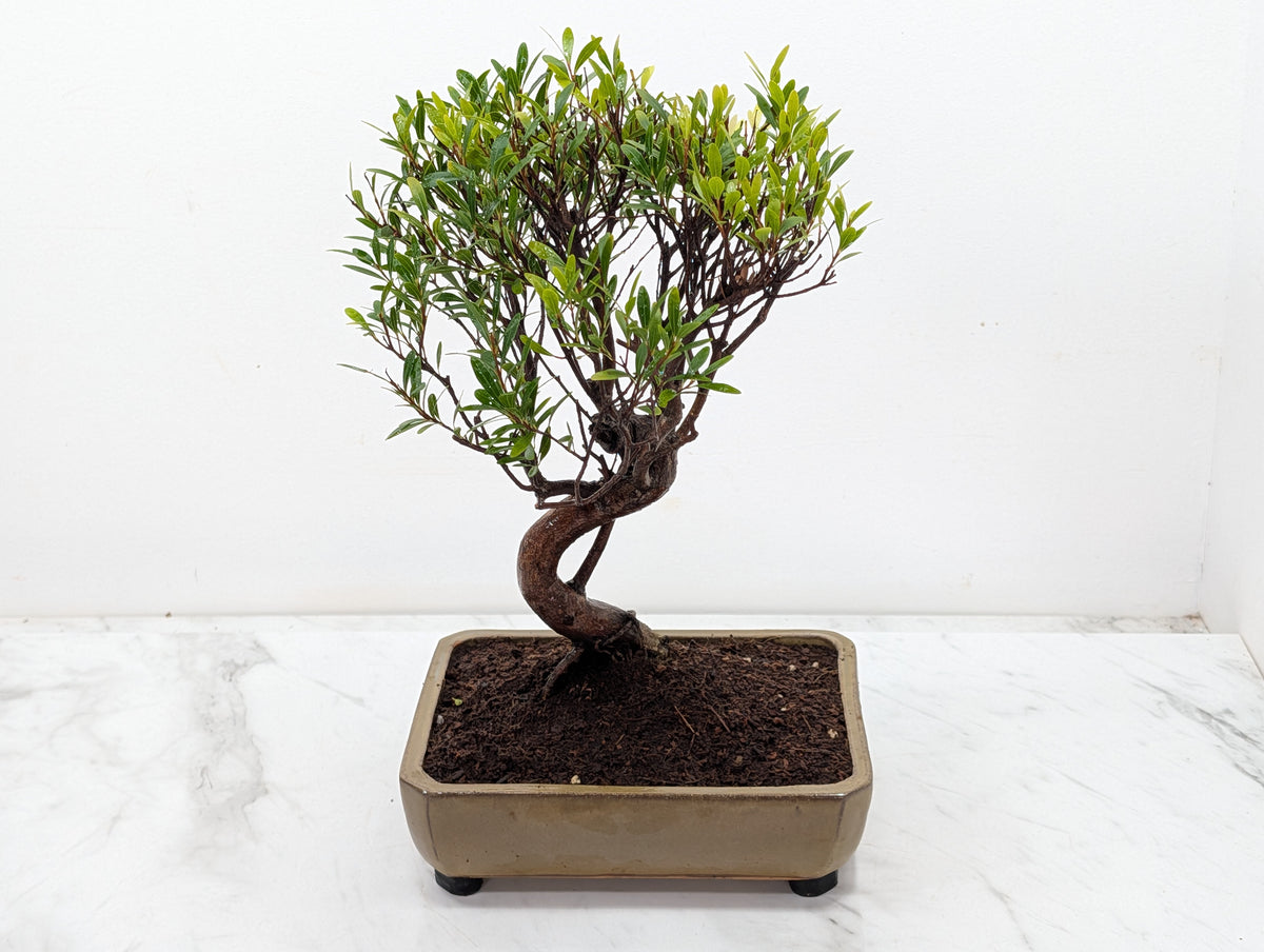 Chinese Myrtle Bonsai  S Trunk - 21cm Tundra Ceramic Pot & Care Kit