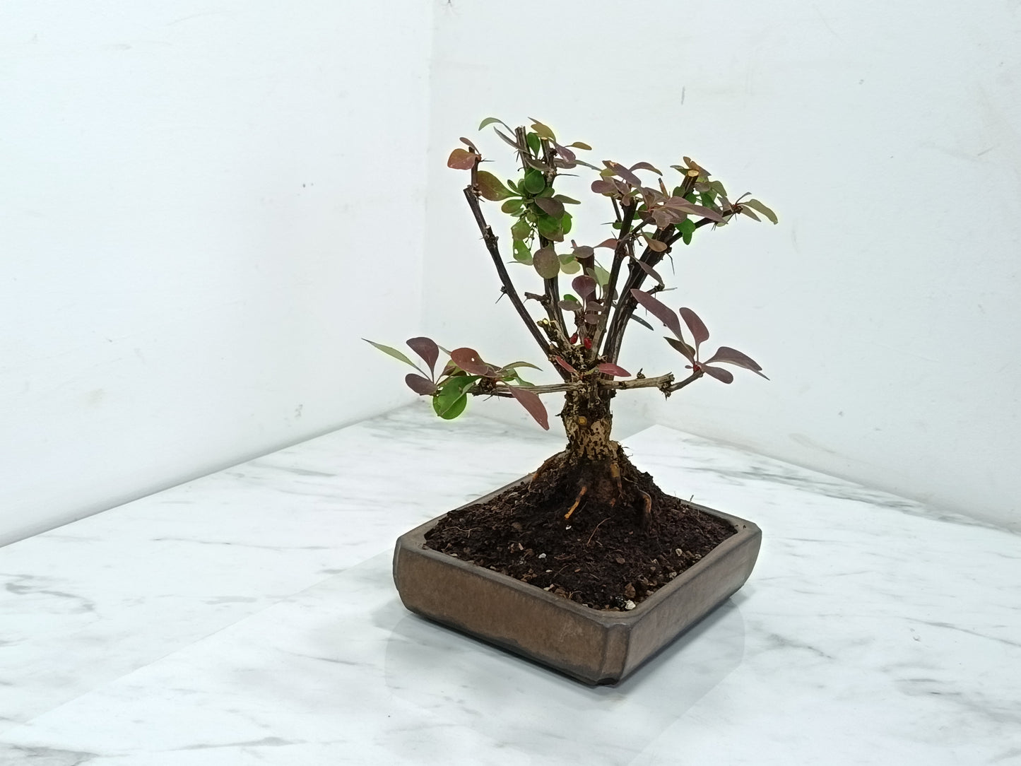 Berberis  Bonsai Tree - 18cm Ceramic Dish