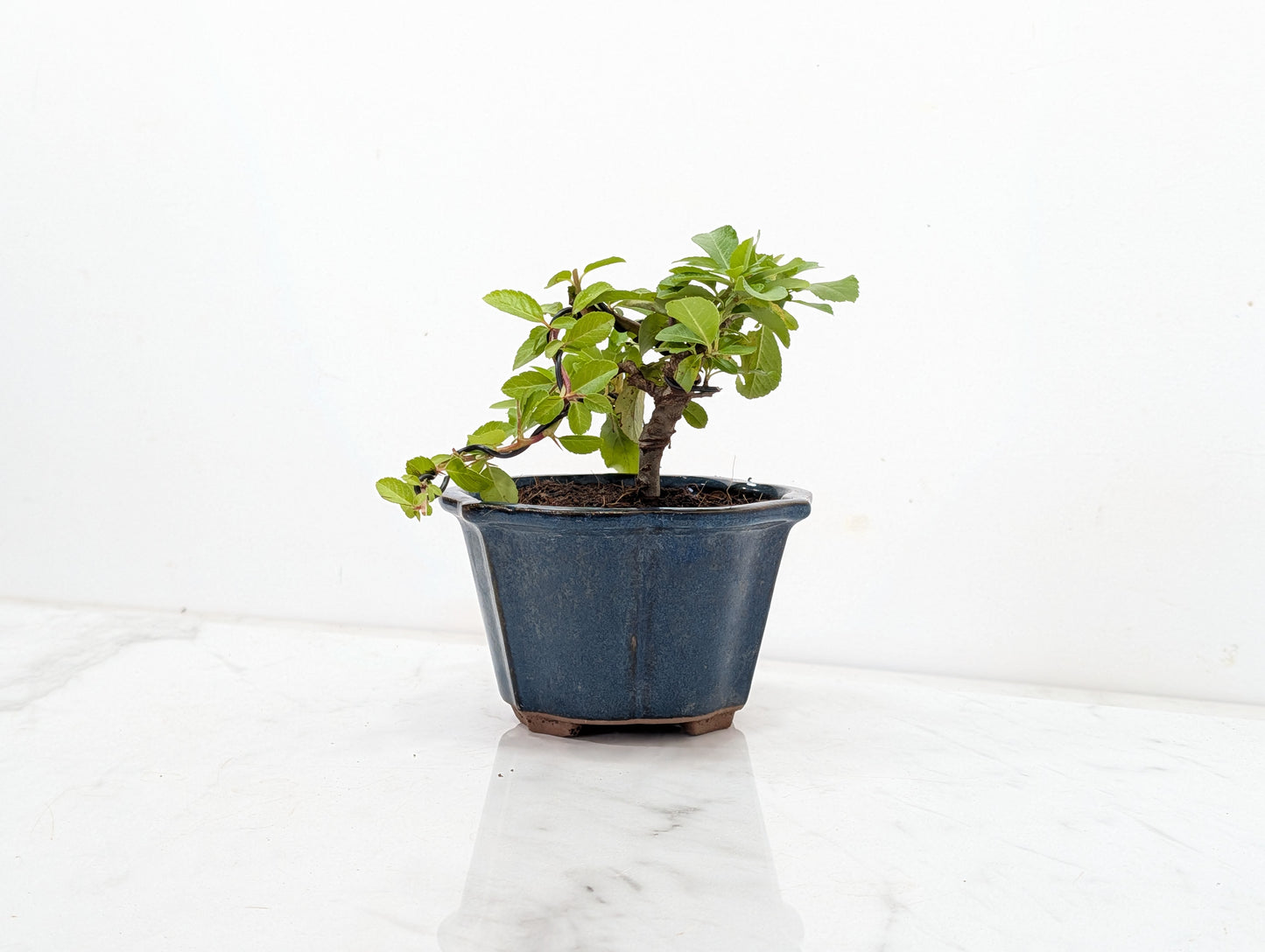 Pyracantha Bonsai Starter Tree