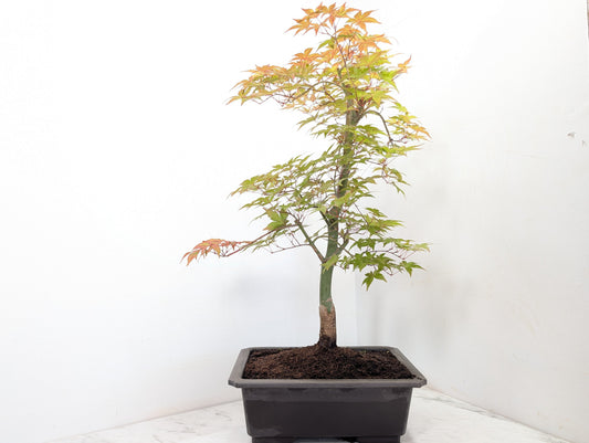 'Deshojo' Japanese Maple Bonsai