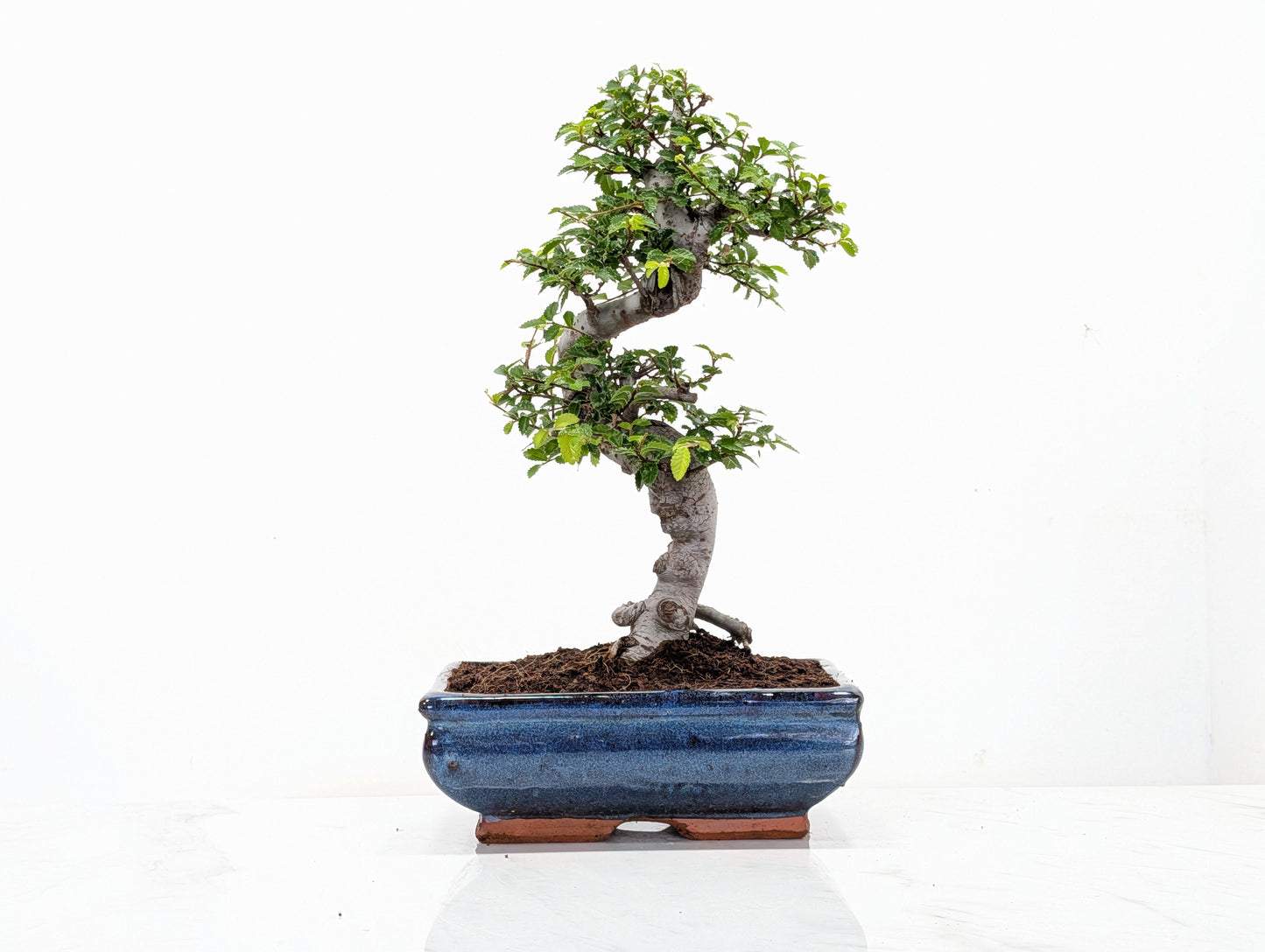 Chinese Elm Bonsai and Care Kit in 18cm Navy Ceramic Pot